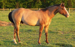 Tigger at Last Chance Ranch