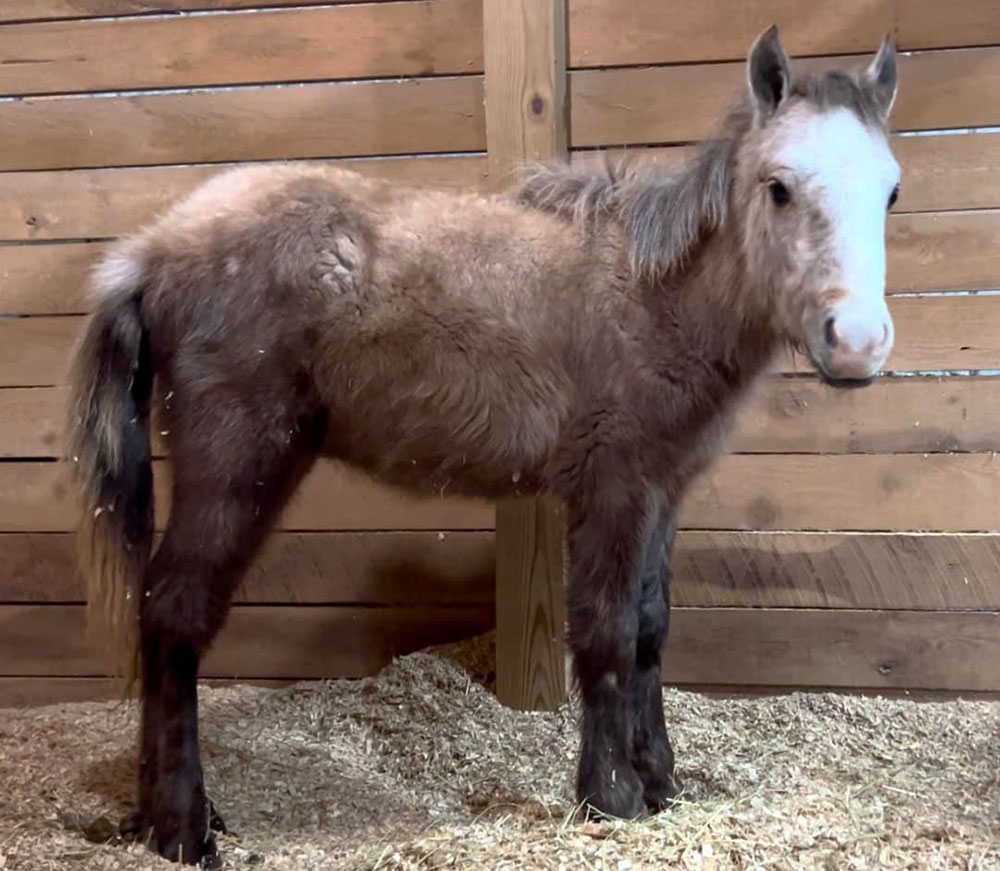 Franklin the Honorary Chincoteague Pony