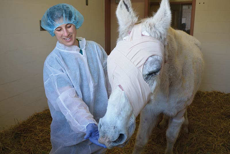 Lily and Dr. Nikki Scherrer at New Bolton