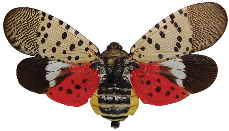 Spotted Lantern Fly