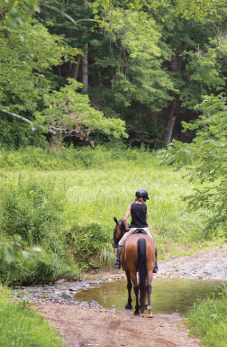 Horse with rider on Delaware trail