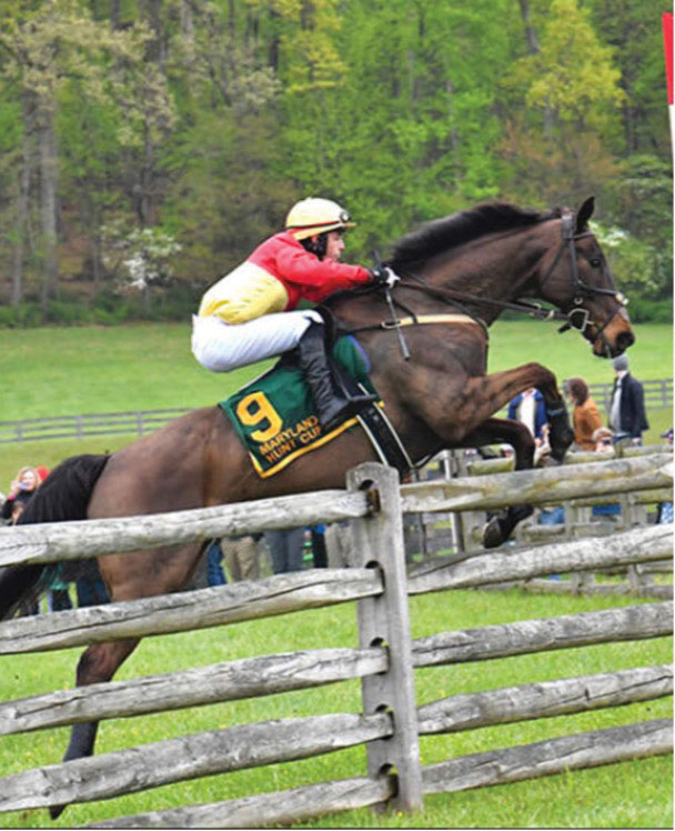 Horse jumping fence image
