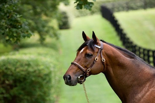 趣味・スポーツ・実用 LEX STUD STALLION REVIEW 1992 Hard Spun Emerging as a Top Young Stallion