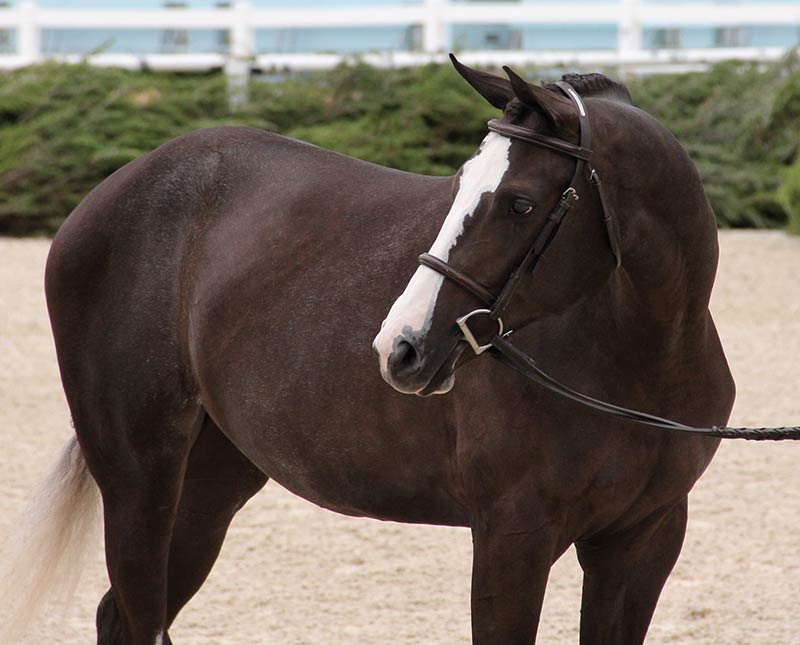 Pennsylvania Home-Bred Yearling Leads USHJA