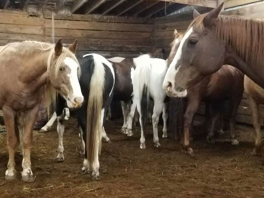 Eighteen horses that survived crash