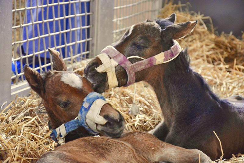 Twin Foals at New Bolton Center