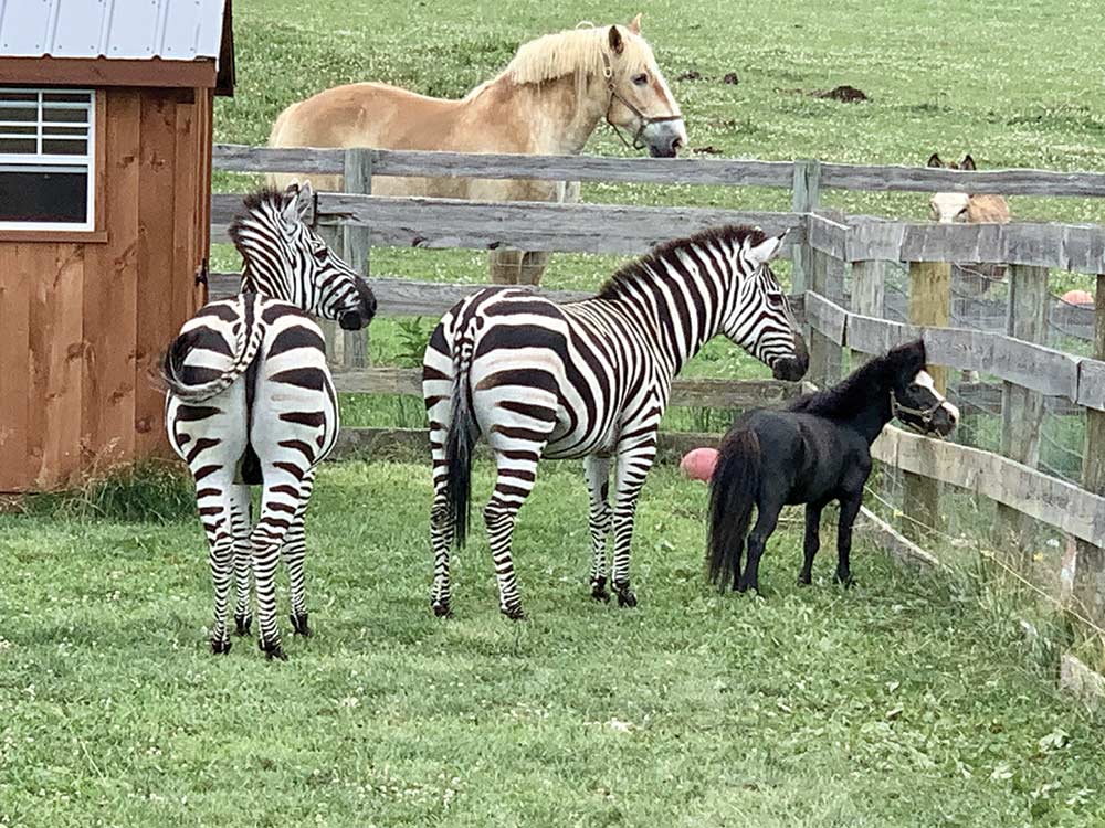 August 2020 Zebras Rescued from Texas Feedlot Now Call Pennsylvania Home