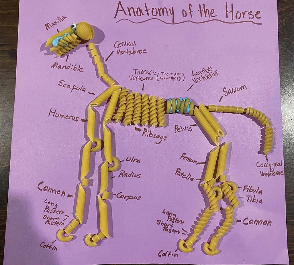 Anatomy of a horse in pasta