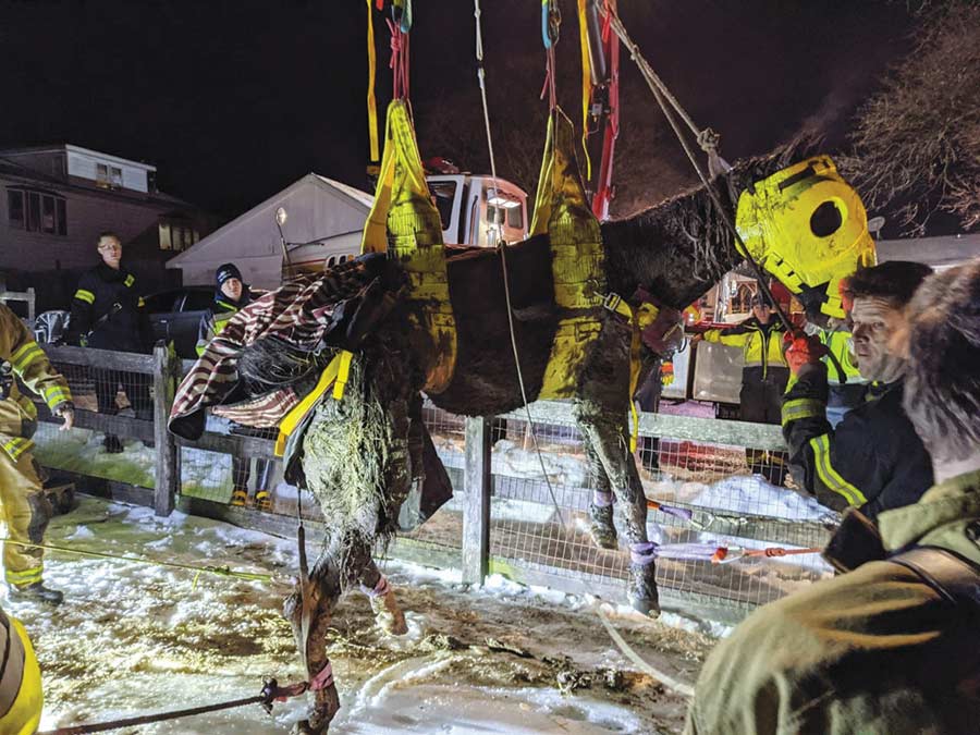 Horse rescued from mud