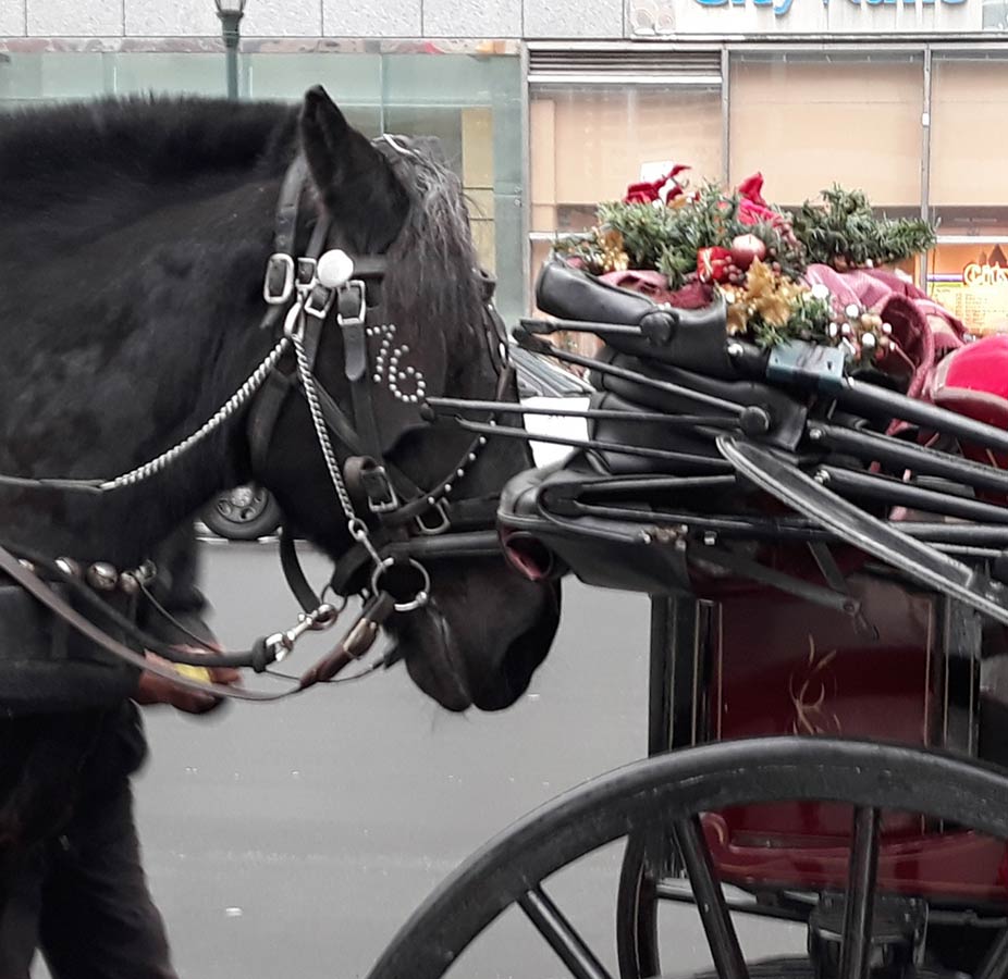 Philadelphia Carriage Ride